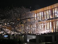 大阪木材仲買会館と夜桜